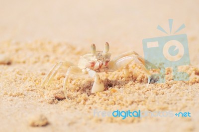 Ghost Crab Broken Leg Standing At The Beach On Sand Background Stock Photo