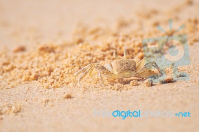 Ghost Crab Go Up From Hole At The Beach On Sand Background Stock Photo