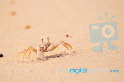 Ghost Crab Standing At The Beach On Sand Background Stock Photo