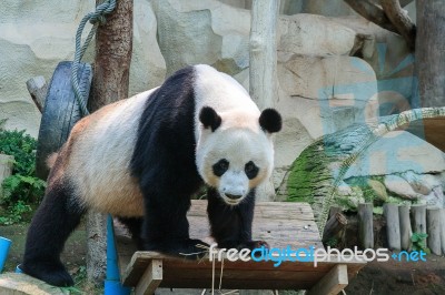 Gian Panda In The Zoo Stock Photo