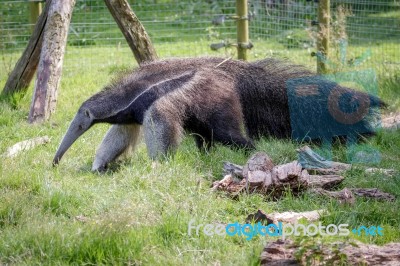 Giant Anteater (myrmecophaga Triductyla) Stock Photo