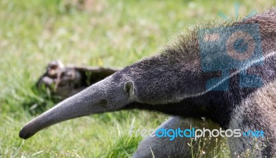 Giant Anteater (myrmecophaga Triductyla) Stock Photo