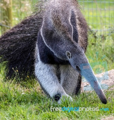 Giant Anteater (myrmecophaga Triductyla) Stock Photo