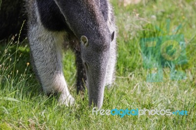 Giant Anteater (myrmecophaga Triductyla) Stock Photo