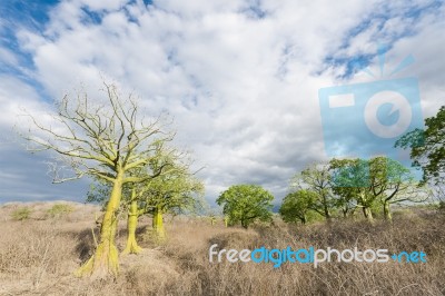 Giant Ceiba Trees Grows Up In Sunny Coast Of Ecuador Stock Photo