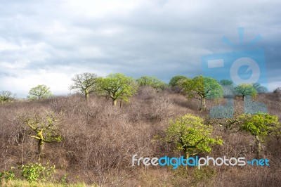 Giant Ceiba Trees Grows Up In Sunny Coast Of Ecuador Stock Photo