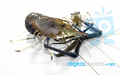 Giant Freshwater Prawn Stock Photo