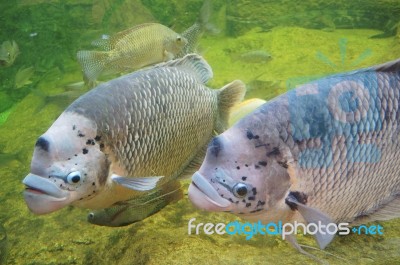 Giant Gourami Fish Stock Photo