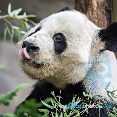 Giant Panda Eating Green  Bamboo Stock Photo