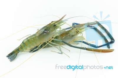 Giant River Prawn Stock Photo