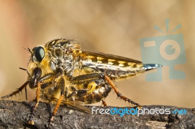 Giant Robber Fly (proctacanthus Rodecki) Stock Photo