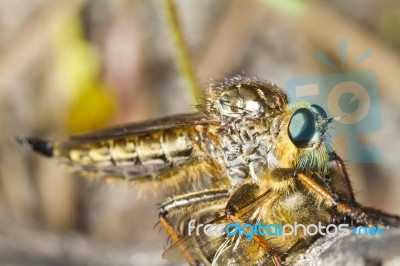 Giant Robber Fly (proctacanthus Rodecki) Stock Photo