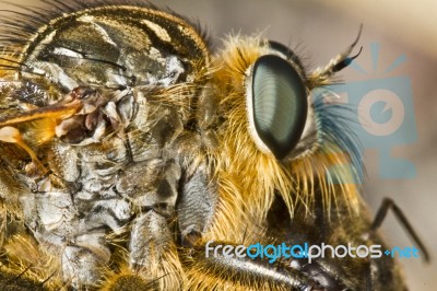 Giant Robber Fly (proctacanthus Rodecki) Stock Photo