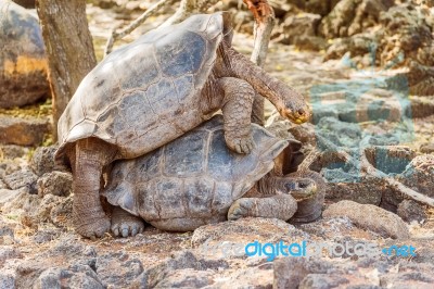 Giant Tortoises Mating In Darwin Station, Galapagos Stock Photo