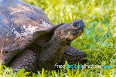 Giant Turtle From Galapagos Stock Photo