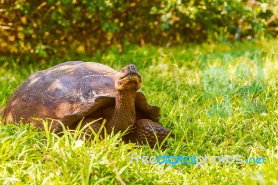 Giant Turtle From Galapagos Stock Photo