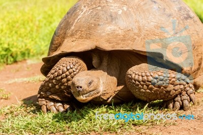 Giant Turtle From Galapagos Stock Photo