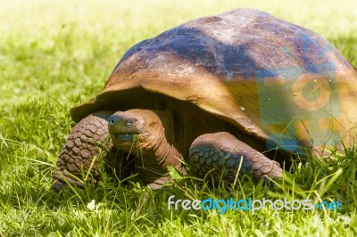 Giant Turtle From Galapagos Stock Photo