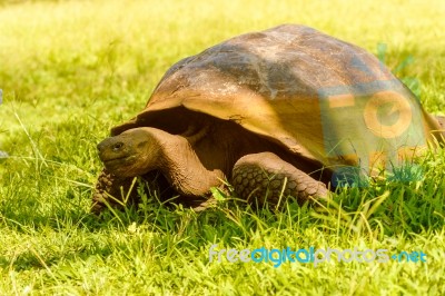 Giant Turtle From Galapagos Stock Photo