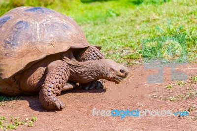 Giant Turtle From Galapagos Stock Photo