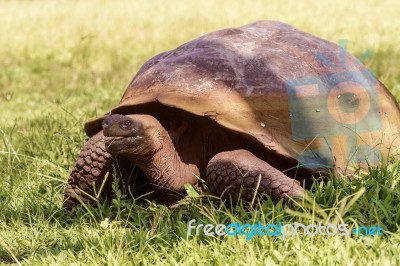 Giant Turtle From Galapagos Stock Photo