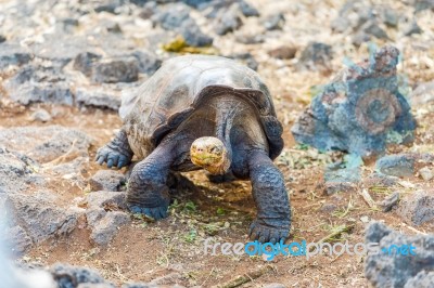 Giant Turtle In Darwin Center, Galapagos Stock Photo