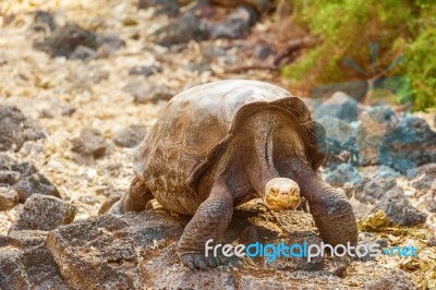 Giant Turtle In Darwin Center, Galapagos Stock Photo