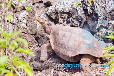 Giant Turtle In Galapagos Stock Photo