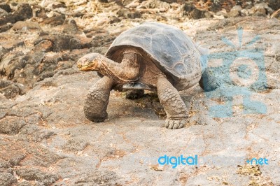 Giant Turtle In Galapagos Stock Photo