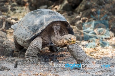 Giant Turtle In Galapagos Stock Photo