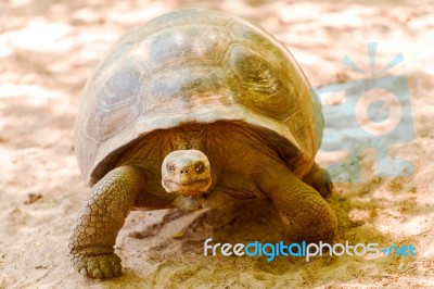 Giant Turtle In Galapagos Stock Photo