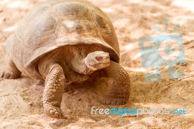 Giant Turtle In Galapagos Stock Photo