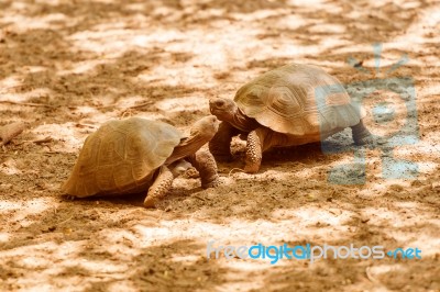 Giant Turtle In Galapagos Stock Photo