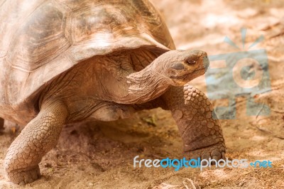 Giant Turtle In Galapagos Stock Photo