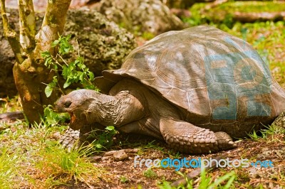 Giant Turtles In Galapagos Islands Stock Photo