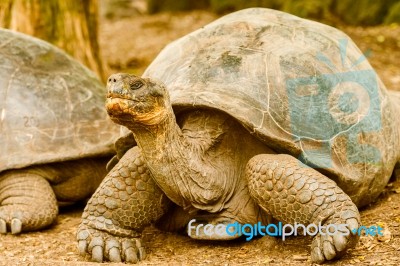 Giant Turtles In Galapagos Islands Stock Photo