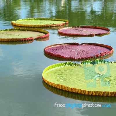 Giant Water Lily Stock Photo