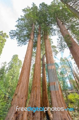 Gigantic Sequoia Trees In Sequoia National Park, California Usa Stock Photo