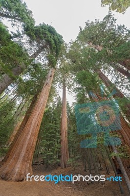 Gigantic Sequoia Trees In Sequoia National Park, California Usa Stock Photo