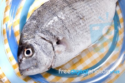 Gilt-head Bream Fish Stock Photo