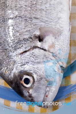 Gilt-head Bream Fish Stock Photo