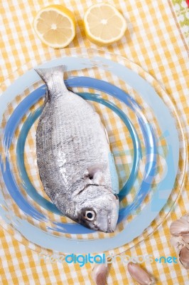 Gilt-head Bream Fish Stock Photo