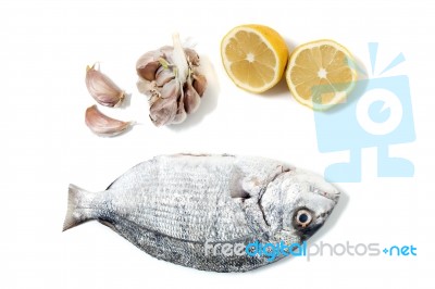 Gilt-head Bream Fish Stock Photo