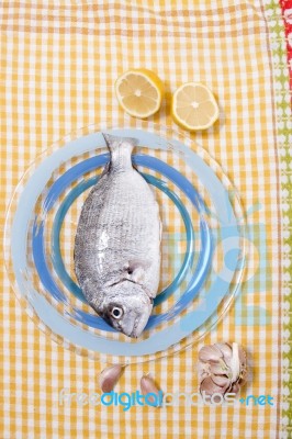 Gilt-head Bream Fish Stock Photo