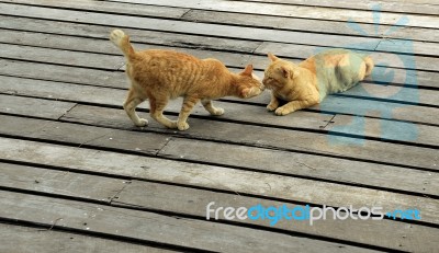 Ginger Cat Kissing Stock Photo