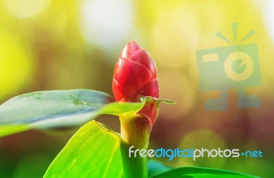 Ginger Plant In Garden Stock Photo