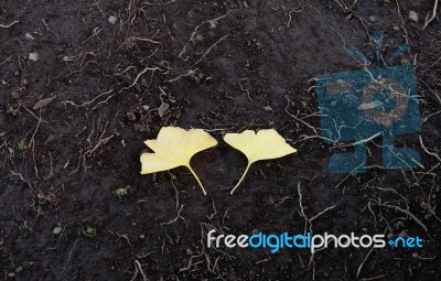 Ginkgo Leaf On The Ground Of Black Soil Stock Photo