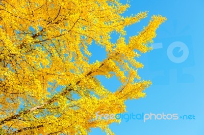 Ginkgo Leaves Stock Photo