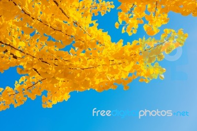 Ginkgo Leaves Stock Photo