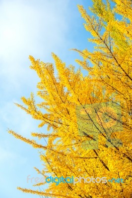 Ginkgo Leaves Stock Photo